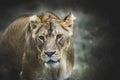 Lioness portrait Royalty Free Stock Photo