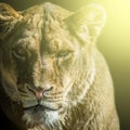 Lioness portrait Royalty Free Stock Photo