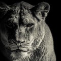 Lioness portrait Royalty Free Stock Photo