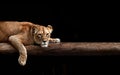 Lioness Portrait in the dark. Beautiful lioness lies and looks at the camera, the hunter is resting Royalty Free Stock Photo