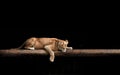 Lioness Portrait in the dark. Beautiful lioness lies and looks at the camera, the hunter is resting