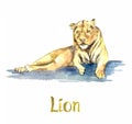 Lioness portrait, handpainted watercolor illustration isolated on white