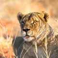 Lioness portrait, Kalahari desert, Namibia Royalty Free Stock Photo