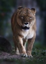 A lioness portrait looking towards the camera