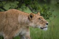 Lioness portrait in Masai Mara Kenya