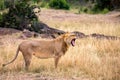 Lioness portrait with opened mouth in the Masai Mara national park, Kenya. Animal wildlife Royalty Free Stock Photo