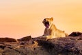 Lioness portrait with opened mouth in the Masai Mara national park, Kenya during sunset. Animal wildlife Royalty Free Stock Photo