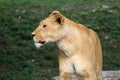 Lioness portrait in profile Royalty Free Stock Photo