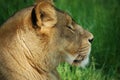 Lioness portrait resting in green grass Royalty Free Stock Photo