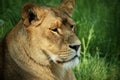 Lioness portrait resting in green grass Royalty Free Stock Photo