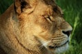 Lioness portrait resting in green grass Royalty Free Stock Photo