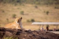 A lioness portrait with safari car in the Masai Mara national park, Kenya. Animal wildlife. Safari concept. Vacation in Africa