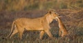 Lioness with prey. Botswana. Okavango Delta. Royalty Free Stock Photo