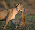 Lioness with prey. Botswana. Okavango Delta. Royalty Free Stock Photo