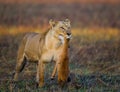 Lioness with prey. Botswana. Okavango Delta. Royalty Free Stock Photo