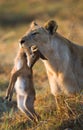 Lioness with prey. Botswana. Okavango Delta. Royalty Free Stock Photo