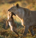 Lioness with prey. Botswana. Okavango Delta. Royalty Free Stock Photo