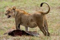 Lioness with prey. Botswana. Okavango Delta. Royalty Free Stock Photo
