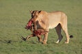 Lioness with prey Royalty Free Stock Photo