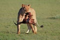 Lioness with prey Royalty Free Stock Photo