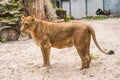 Lioness profile portrait, face of a female lion Panthera leo. Royalty Free Stock Photo