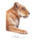 Lioness profile portrait. Lion watercolor illustration