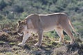 Lioness Prowl Royalty Free Stock Photo