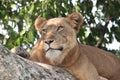 Lioness Royalty Free Stock Photo