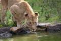 A Lioness Quenches Her Thirst