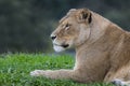 Lioness relaxing on the grass