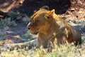 Lioness relaxing in sun