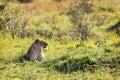 Lioness Relaxing in a Sunny Kenya Field