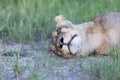A Lioness resting Royalty Free Stock Photo