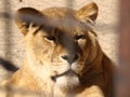 Lioness close-up at the zoo