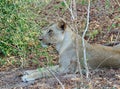 Lioness resting in the bush veld of South Luangwa National Park, Zambia