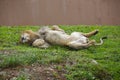 The lioness is resting on the grass after a successful hunt Royalty Free Stock Photo