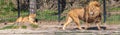 lioness is resting on the ground while a lion walks by in a zoo called safari park Beekse Bergen in Hilvarenbeek