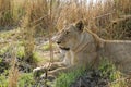 Lioness resting in the Kafue national park in Zambia. Royalty Free Stock Photo