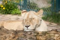 Lioness Royalty Free Stock Photo