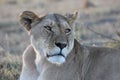 Lioness resting and looking in the afternoon