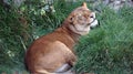 Lioness resting over the grass