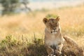 Lioness resting proudly on the grass covered fields of the African jungles Royalty Free Stock Photo