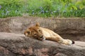 A lioness is resting on a rock in the zoo of Osaka (Japan)