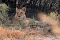 Lioness Resting in the Shade in Moremi Royalty Free Stock Photo