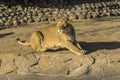 The lioness is resting in the sun. Royalty Free Stock Photo