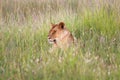 A lioness resting in tha grass at masai mara Royalty Free Stock Photo