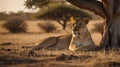 Lioness Resting Under a Tree in the African Savannah at Golden Hour Lighting Royalty Free Stock Photo