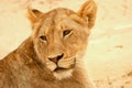 Lioness in road Royalty Free Stock Photo