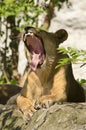 Lioness roaring