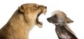 Lioness roaring at a Chinese Crested Dog's face